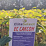 Насіння Соняшнику "Саксон" Стандарт Плюс Під ГРАНСТАР/СУМО Еліта Селект, фото 2