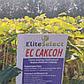 Соняшник "Саксон" Еліта Селект Під ГРАНСТАР/СУМО, фото 9