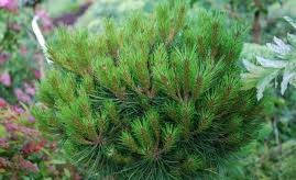 Сосна чорна Bambino 2 річна на штамбі, Сосна черная Бамбино на штамбе, Pinus nigra Bambino, фото 4