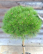 Сосна чорна Bambino 2 річна на штамбі, Сосна черная Бамбино на штамбе, Pinus nigra Bambino, фото 5