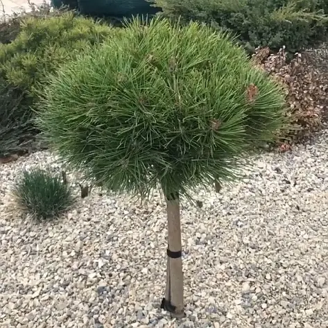 Сосна чорна Bambino 2 річна на штамбі, Сосна черная Бамбино на штамбе, Pinus nigra Bambino, фото 1