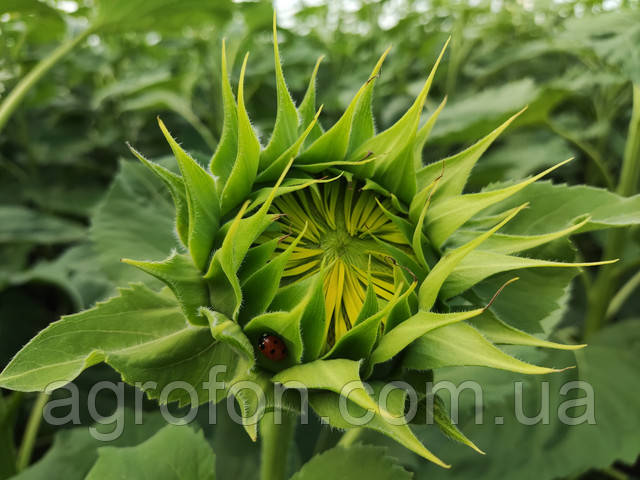 Насіння Соняшнику Саксон Стандарт - AGROFON Насіння Соняшнику Саксон Стандарт