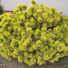 Сосна гірська Winter Gold 3 річна, Сосна горная Винтер Голд, Pinus mugo Winter Gold, фото 5