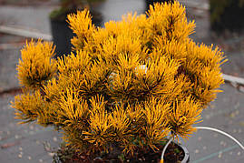 Сосна гірська Winter Gold 3 річна, Сосна горная Винтер Голд, Pinus mugo Winter Gold, фото 3