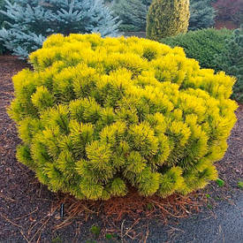 Сосна гірська Winter Gold 2 річна, Сосна горная Винтер Голд, Pinus mugo Winter Gold