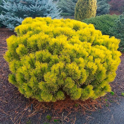 Сосна гірська Winter Gold 3 річна, Сосна горная Винтер Голд, Pinus mugo Winter Gold, фото 1