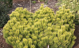 Сосна гірська Winter Gold 3 річна, Сосна горная Винтер Голд, Pinus mugo Winter Gold, фото 6