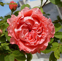 Троянда Corail Gelee (Корал Желе)