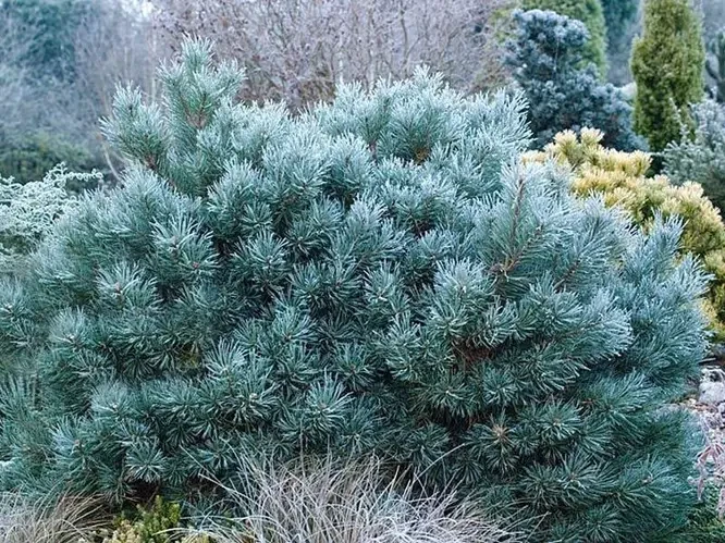 Сосна звичайна Chantry Blue 2 річна, Сосна обыкновенная Чантри Блю, Pinus sylvestris Chantry Blue