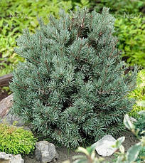 Сосна звичайна Chantry Blue 2 річна, Сосна обыкновенная Чантри Блю, Pinus sylvestris Chantry Blue, фото 5
