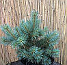 Сосна звичайна Chantry Blue 2 річна, Сосна обыкновенная Чантри Блю, Pinus sylvestris Chantry Blue, фото 8