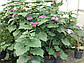 Клеродендром Бунге, фото 3