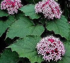 Клеродендром Бунге, фото 1