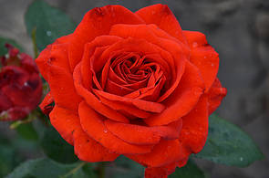 Франсуа Рабле (Francois Rabelais)