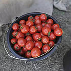 Насіння Томат Асвон F1 Leda Agro (Фасовка: 10 шт.), фото 5
