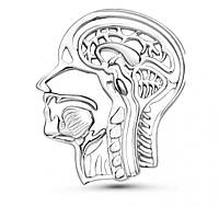 Брошь брошка значок металлический головной мозги мозг человека голова анатомия серебристый