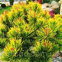 Сосна гірська Вінтер Голд / C5 / Pinus mugo Wintergold, фото 6