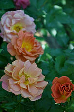 Троянда Пампкін Патч (Pumpkin Patch) Флорибунда, фото 2