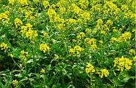 Семена Горчица 10кг используется в качестве сидерата для дезинфекции почвы от болезней, борьбы с вредителями