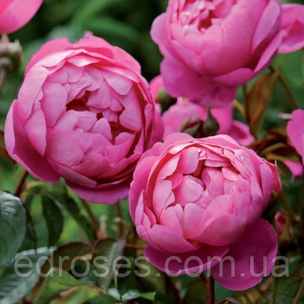 Роял Джубілі ( Royal Jubilee), фото 1