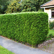 Туя західна Брабант / С3 / Thuja occidentalis Brabant, фото 3