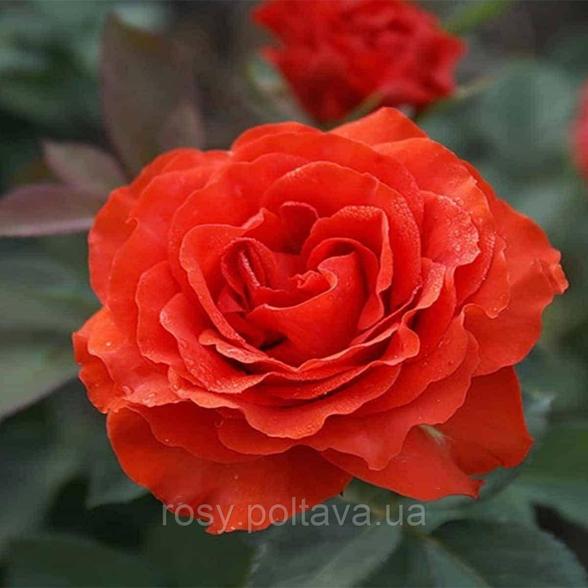 Ель Торо (El Toro), фото 1