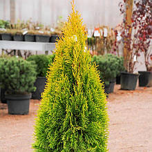 Туя Голден Смарагд / С3 / h 20-30 / Thuja Golden Smaragd