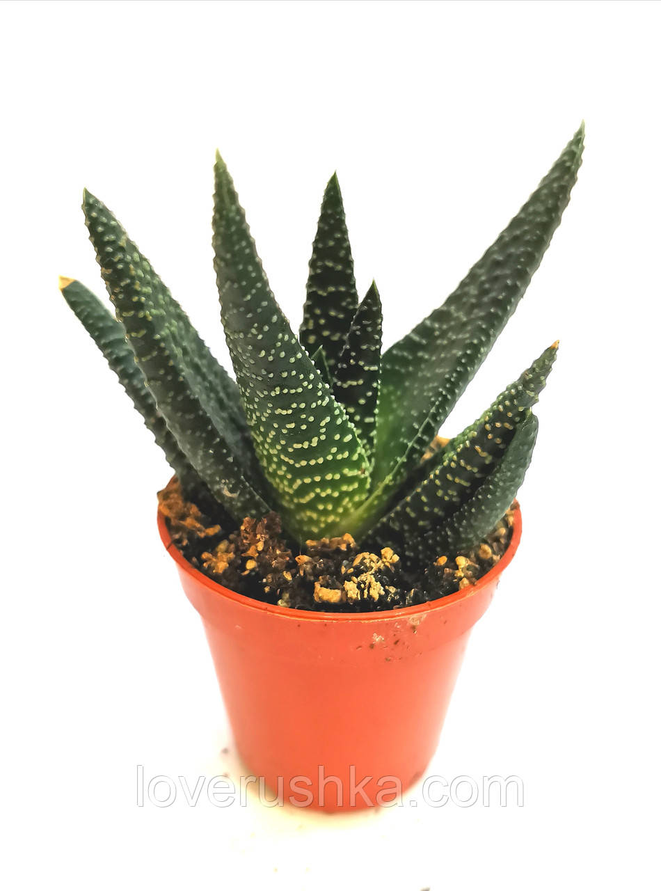Гастерия Gasteria okavango Суккулент Комнатное растение, цена 115 грн ...