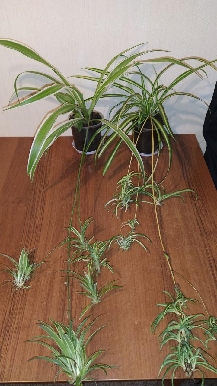 Хлорофітум смугастий, фото 1