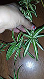 Хлорофітум смугастий, фото 2