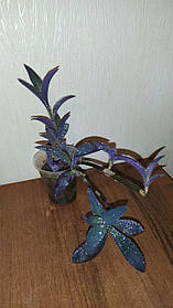 Сеткреазія пурпурна.