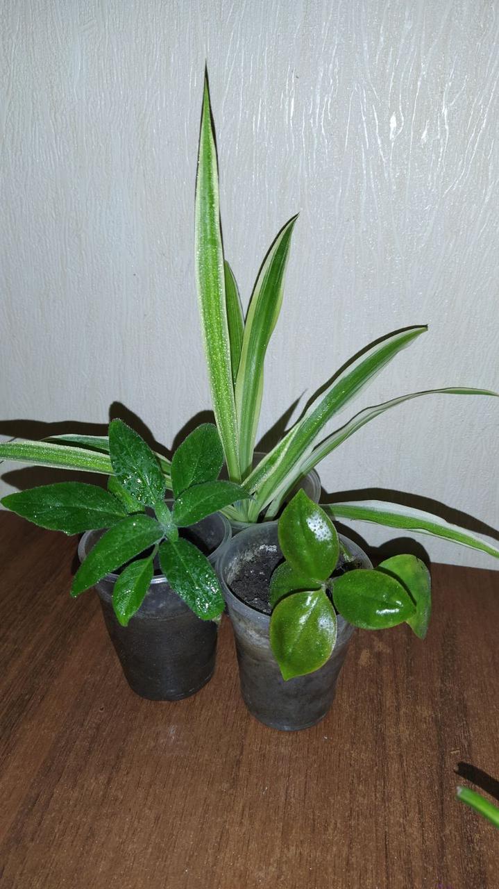 Квіти. 3 шт. хлорофітум, рулії, перескида., фото 1