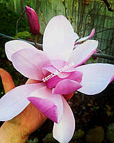Магнолія гібридна Галаксі \ Magnolia Galaxy '(саджанці 3 роки 100-120см), фото 3