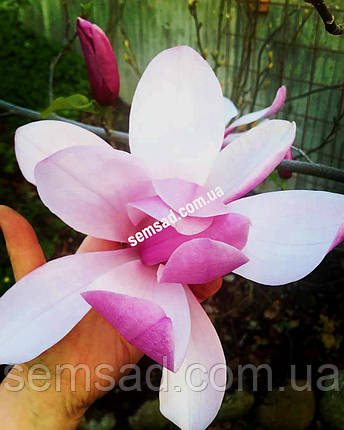 Магнолія гібридна Галаксі \ Magnolia Galaxy '(саджанці 2 роки), фото 1