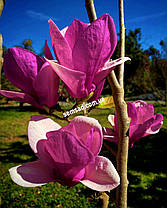 Магнолія гібридна Галаксі \ Magnolia Galaxy '(саджанці 3 роки 100-120см), фото 5