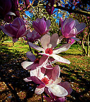 Магнолія гібридна Галаксі \ Magnolia Galaxy '(саджанці 3 роки 100-120см), фото 6