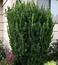 Бересклет японський Benkomasaki 3 річний, Бересклет японский Бенкомасаки, Euonymus japonicus Benkomasaki, фото 5