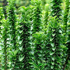 Бересклет японський Benkomasaki 3 річний, Бересклет японский Бенкомасаки, Euonymus japonicus Benkomasaki, фото 4