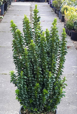 Бересклет японський Benkomasaki 3 річний, Бересклет японский Бенкомасаки, Euonymus japonicus Benkomasaki, фото 1