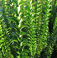 Бересклет японський Benkomasaki 3 річний, Бересклет японский Бенкомасаки, Euonymus japonicus Benkomasaki, фото 3