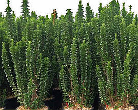 Бересклет японський Benkomasaki 3 річний, Бересклет японский Бенкомасаки, Euonymus japonicus Benkomasaki, фото 2