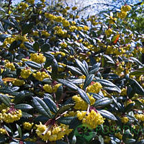 Барбарис Юліана  дворічний, Барбарис Юліана, Berberis Julianae, фото 3