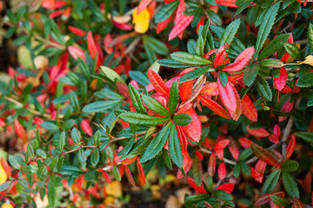 Барбарис Юліана  дворічний, Барбарис Юліана, Berberis Julianae, фото 2