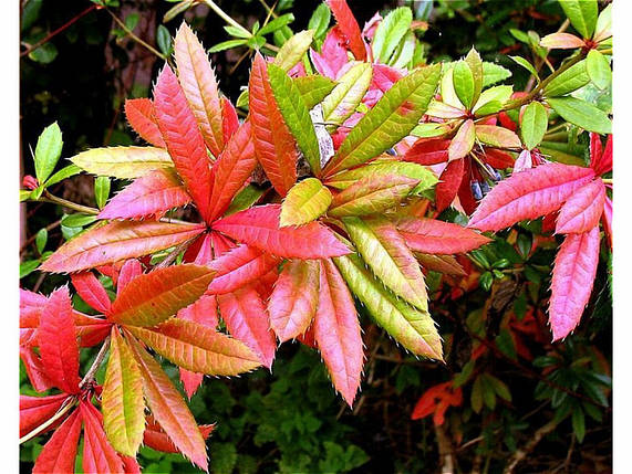 Барбарис Юліана  дворічний, Барбарис Юліана, Berberis Julianae, фото 2