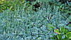 Бересклет Форчуна Emerald Гаєтті 2 річний, Бересклет Форчуна Емеральд Гаети, Euonymus fortunei Emerald, фото 3