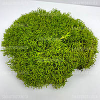Стабилизированный мох Ягель Королевский Lime green №004 в упаковке 50 г / 0,01 м² (QM004/4)