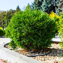Туя західна Літл Гіант / Thuja occidentalis Little Giant