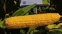 Семена кукурузы Хайглоу, 1 кг, Syngenta ( в 1кг 6800 сем.)