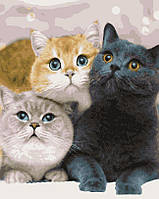 Картини за номерами Artissimo Котейки (PN4203) 40 х 50 см