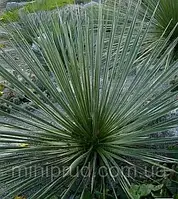 ЮКА КОРОЛЕВНА ПЗКОЛИСНА ВІЧНОЗЕлена (великий кущ у технологічному горщику)